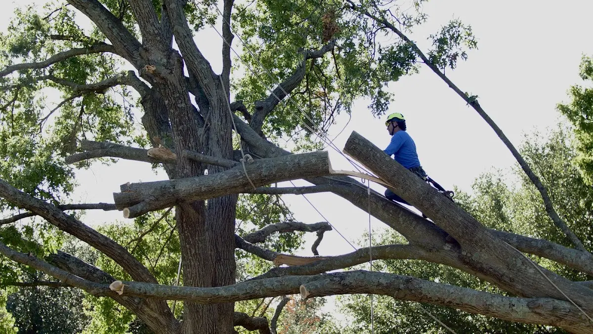 Professional Crown Thinning performed by certified arborists in Morgantown